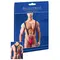 MEN´S MINI BODY